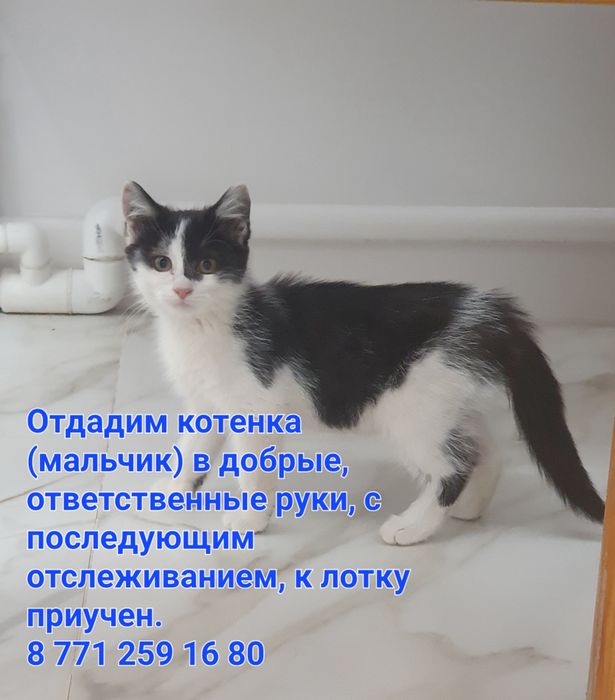 Котята в добрые руки
