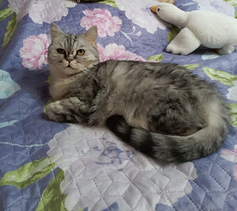 Отдам кошечку. В добрые руки.