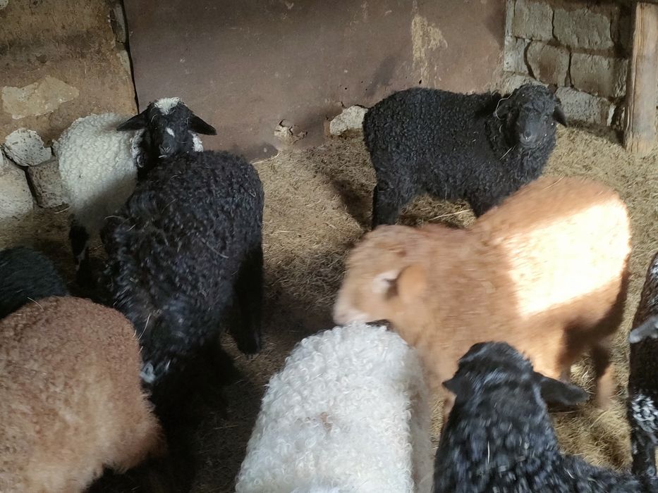 Козылы койлар сатылады