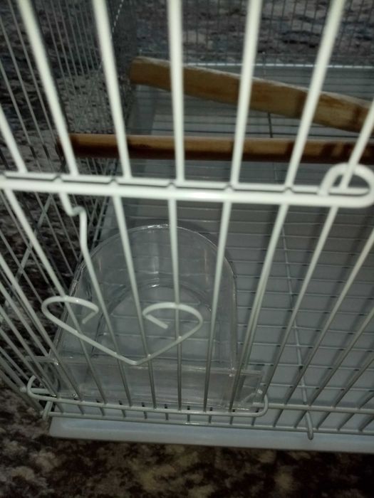 Клетка для птиц. Попугай голубь.