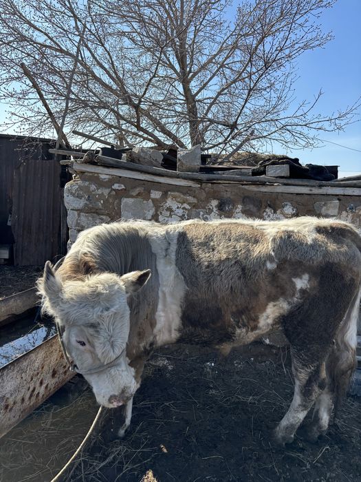 Продам бычков на откорме