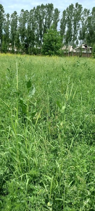 Boʻstonliq tumanidagi Aydarali qishlogʻida uy yaxlit eri b.n sotiladi