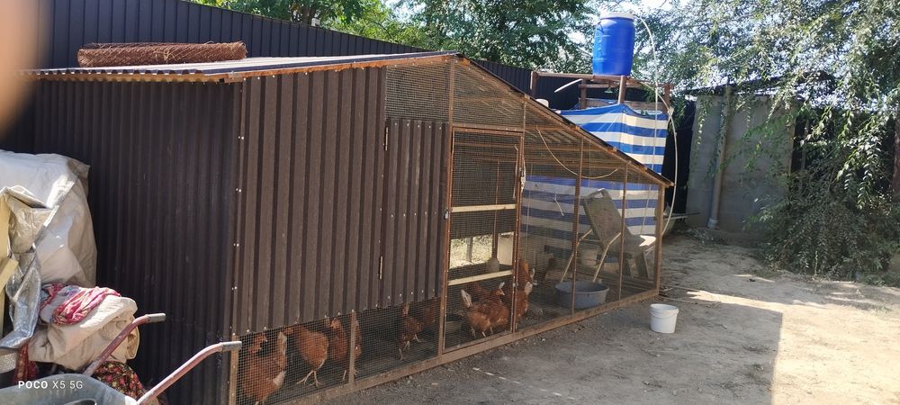 Продам несушки 9 месяцев Ломан браун