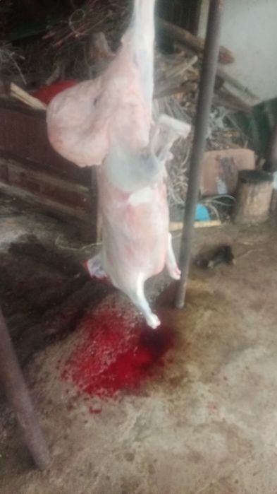 Кой, токты сатылады