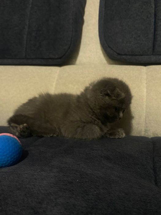 вислоухий котенок scottish fold. По телефону договоримся