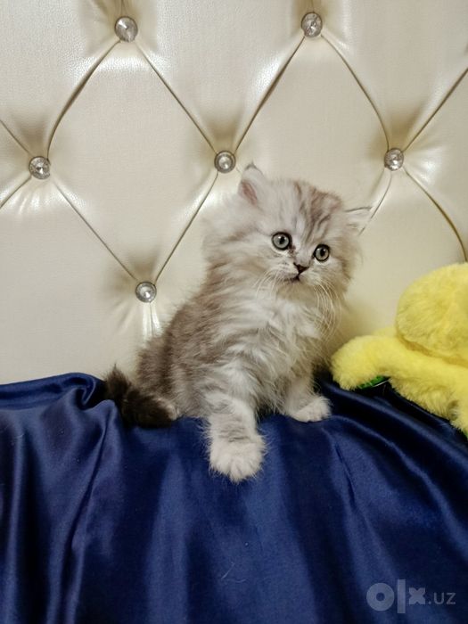 Британская шиншилла серебро! Мальчик!