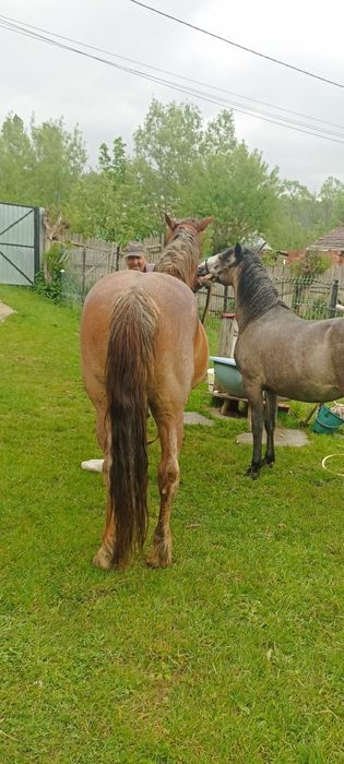 Vând iapa cu mânză