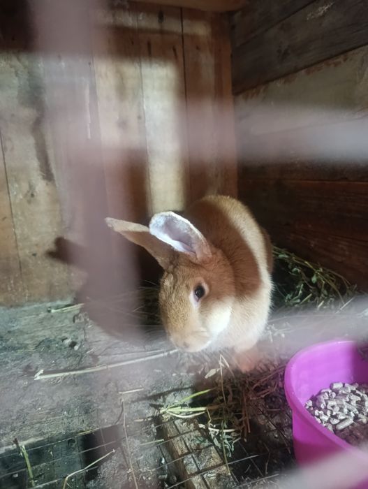 Burgun quyon bolalari erkegagi ayoli bot