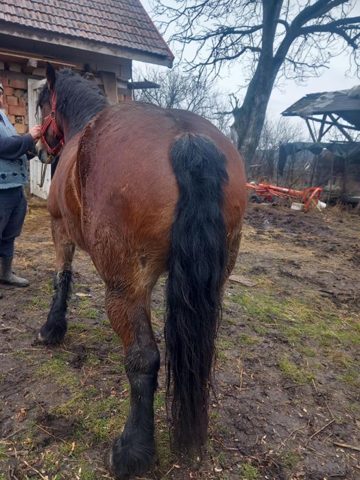 Vând mânză de 4 ani și o mânză frumoasă de 2 ani