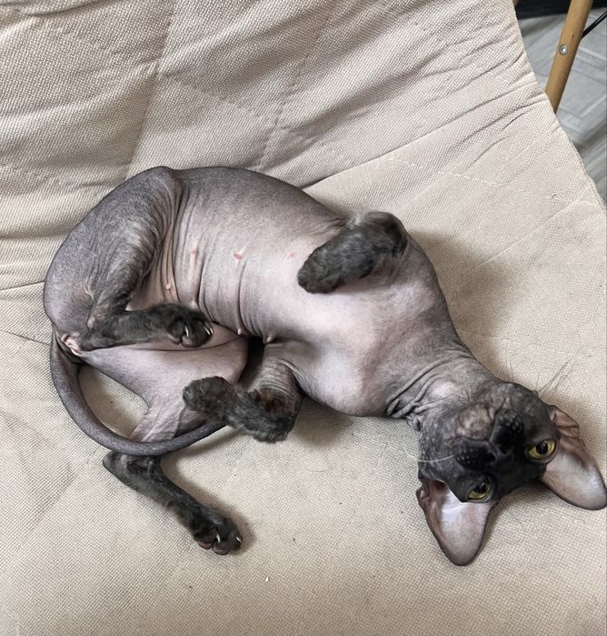 Сфинкс донской кошечка. Вязка