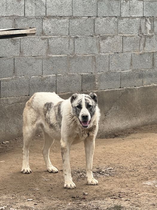 Алабай ит сатылады