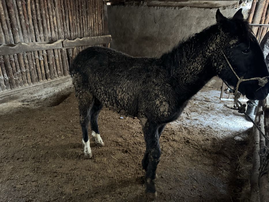 Жеребята/Жабагы с откорма