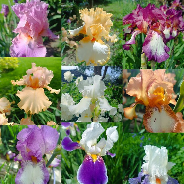 Ирисы бородатые. Разные сорта.