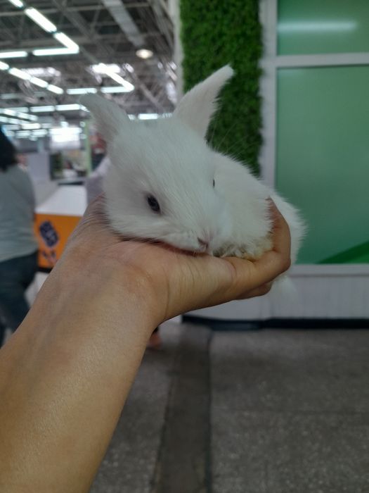 Декоративные кролики