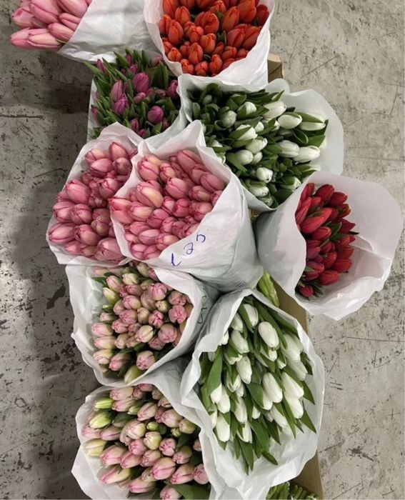 •Цветы •Тюльпаны стойкие высокие