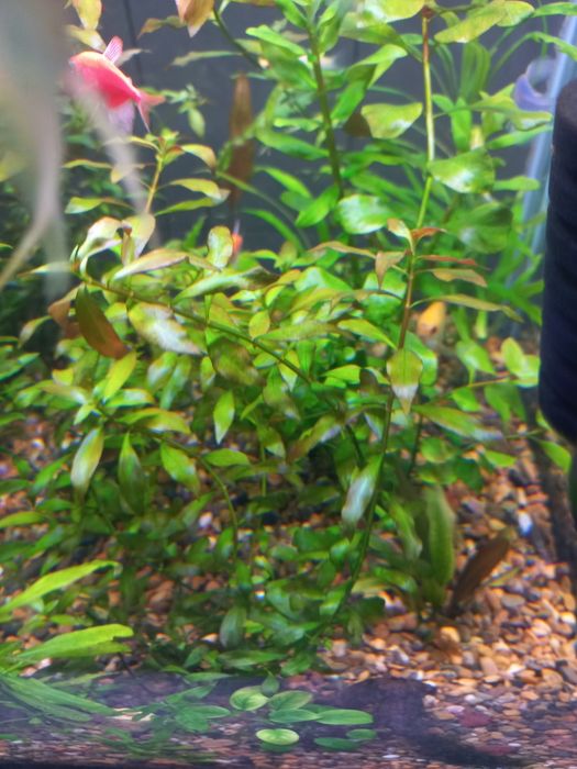 Аквариум хамда растения хизмати