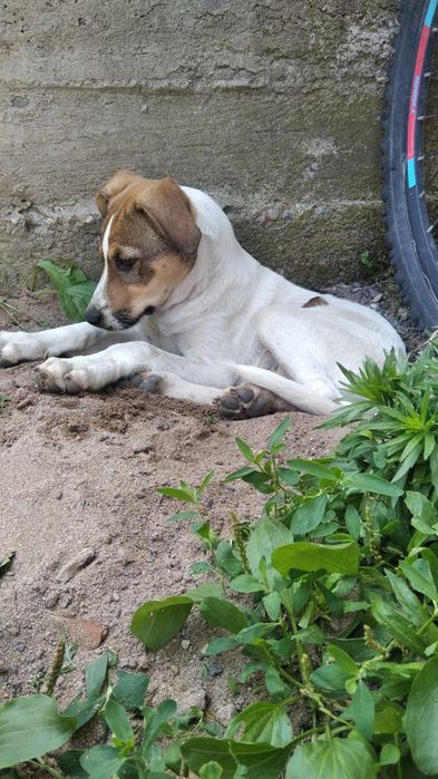 Джек рассел терьер