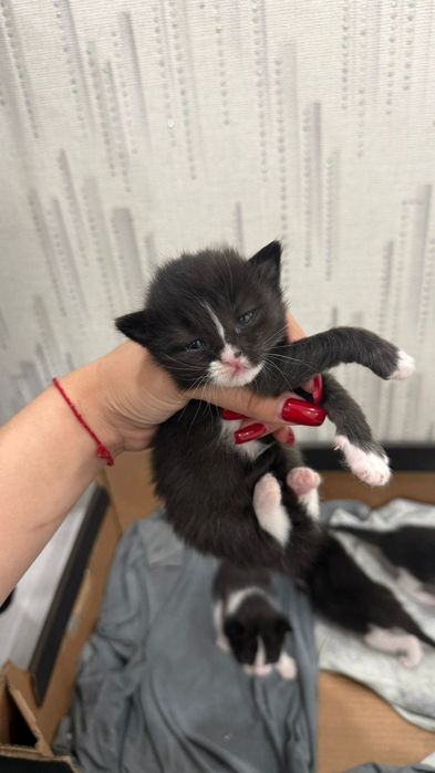 Отдам котят в добрые руки!