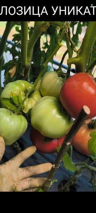 Семена от стари селски нехибридни сортове домати,краставици и други
