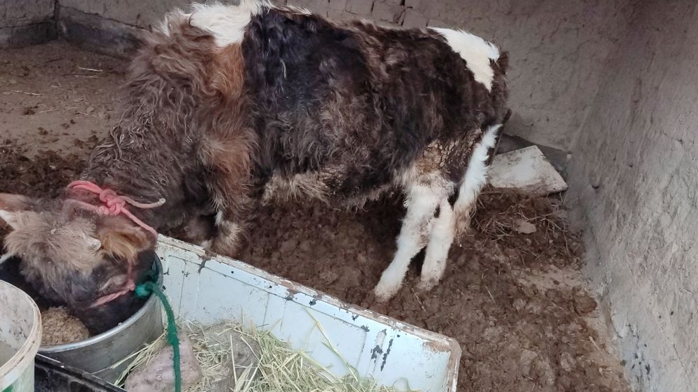 Бағасы 400 мың,  Нұртас ауылында