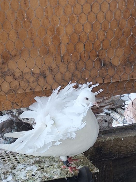 Porumbei rotați/voltati