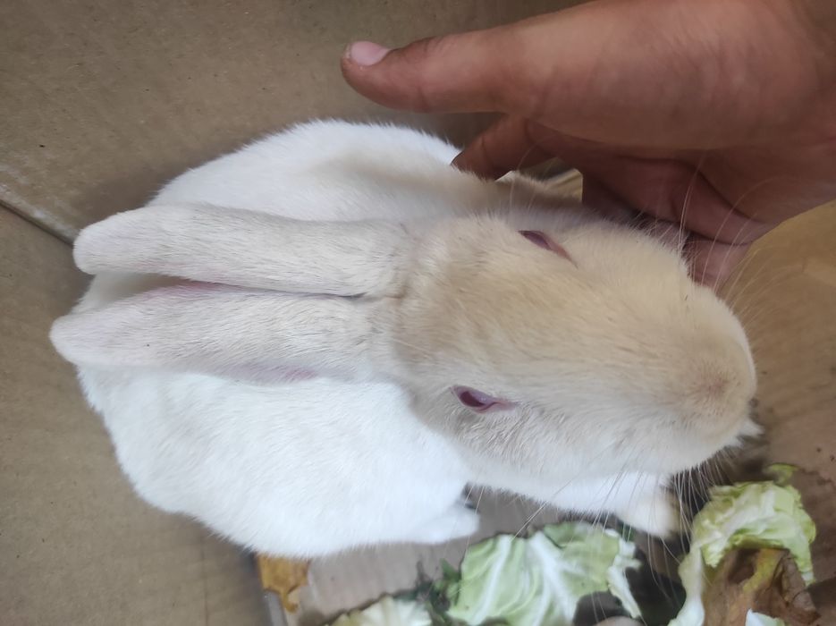 Quyon Sotiladi srochno oladiganlar tel qsin