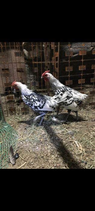 Сибрайт сатылады