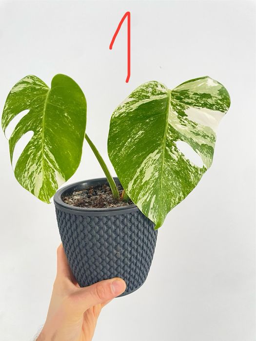 Monstera albo + tradescantia cadou