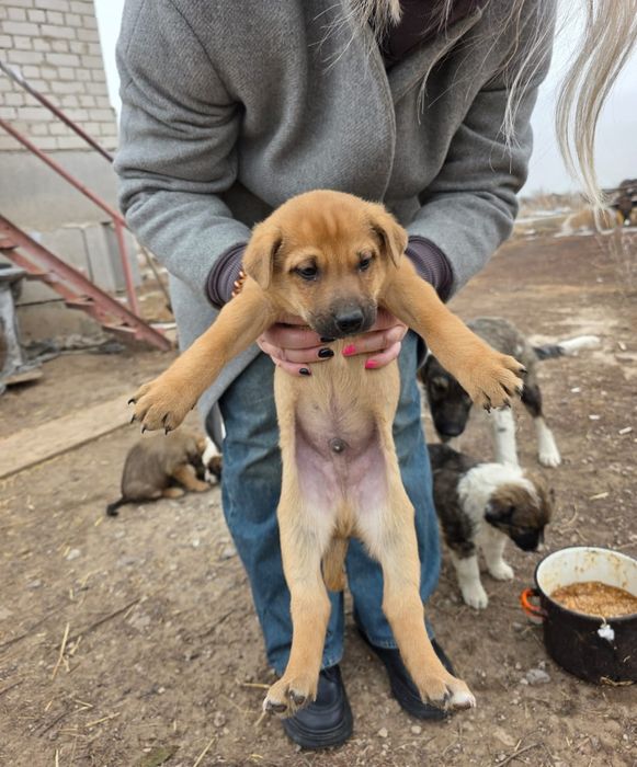 Отдам щенят в добрые руки