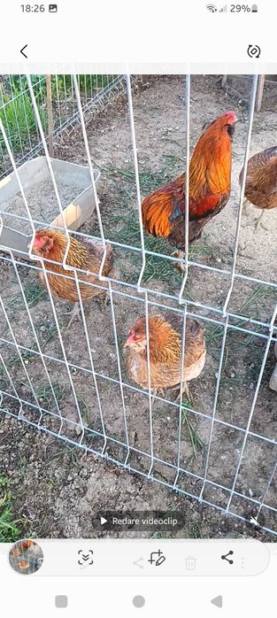 Araucana gât Aurii, Wiandotte GSG