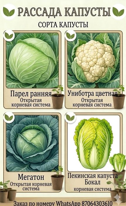 Рассада хороших и урожайных сортов