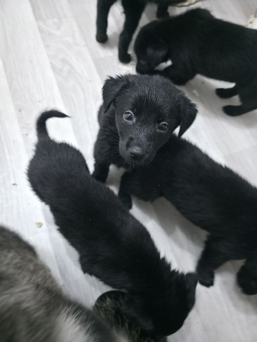 Продаются щенки метисы