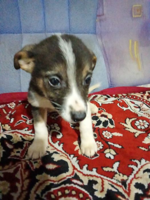 Отдам щенят даром