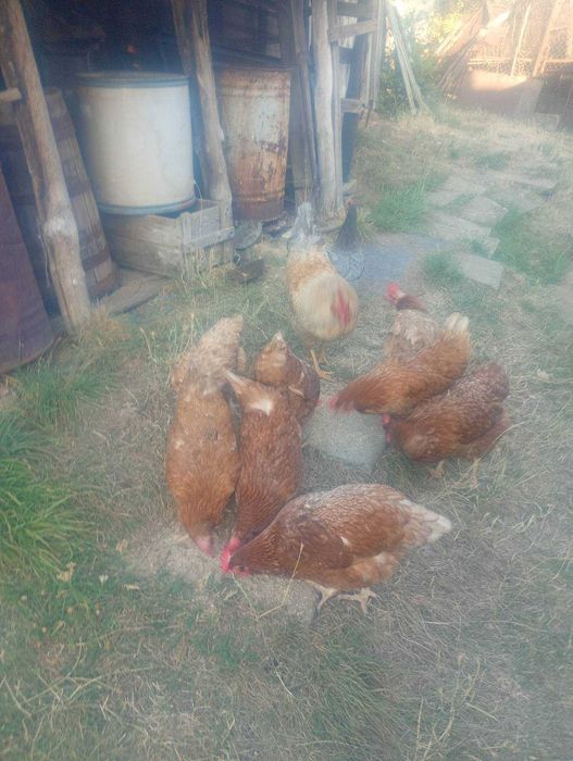 Продавам кокошки