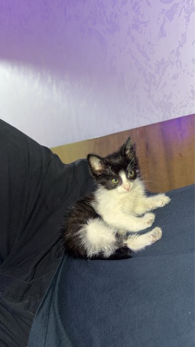 подарявам малко коте