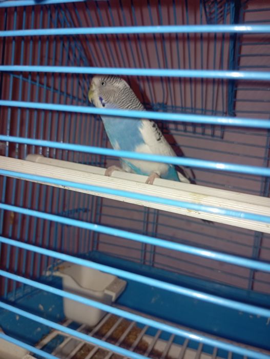 Попугай прадоется 54000