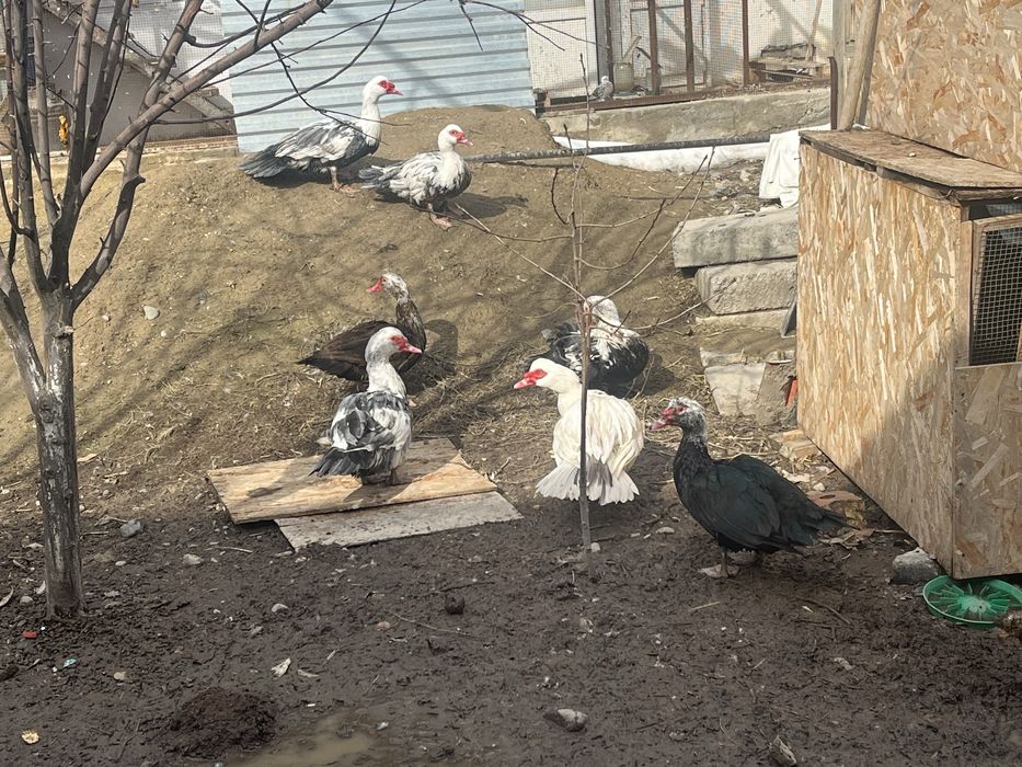 Шипуны индоутки самцы