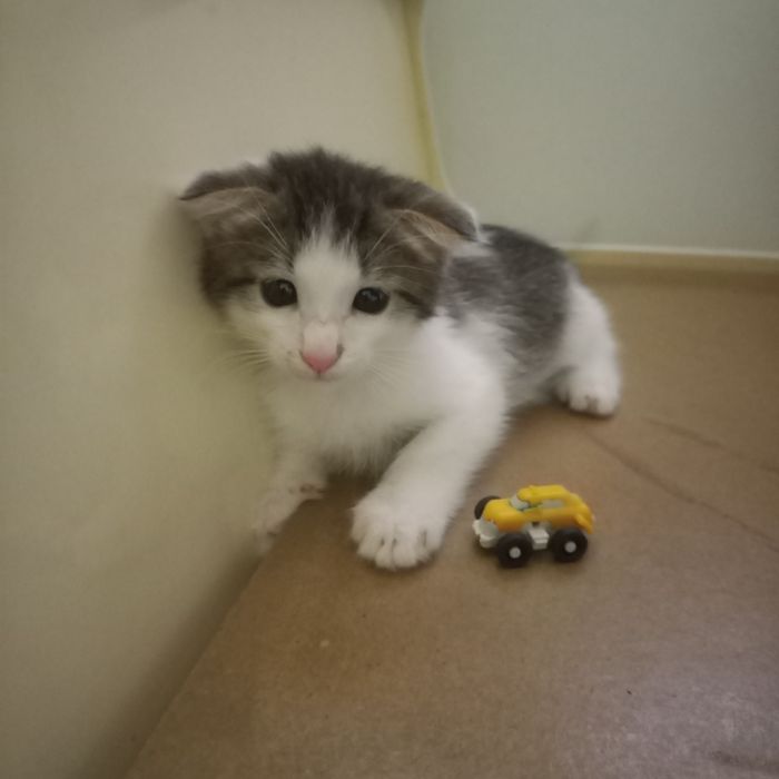 Вислоухие котята 1,5 месяц мальчик и девочка