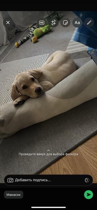 Продам щенка лабрадора