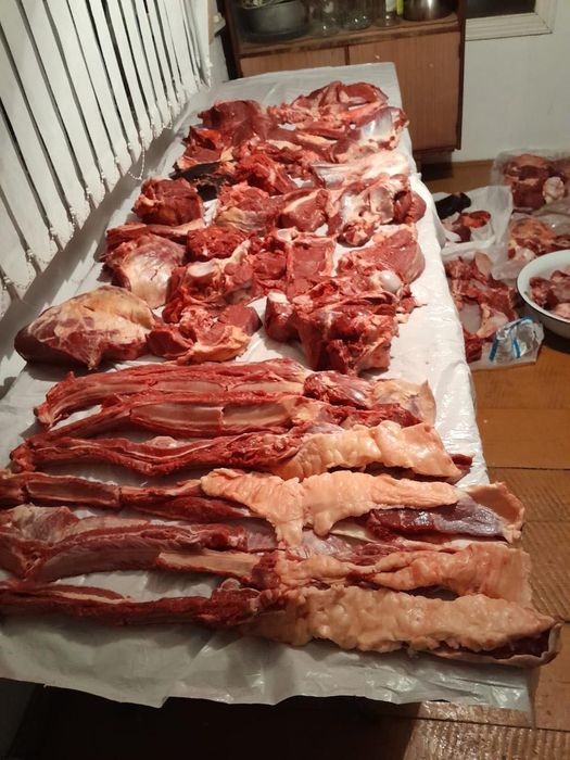 Продам мясо конины