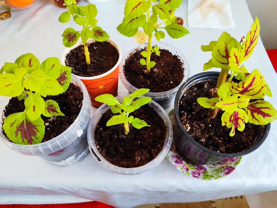 Комнатные цветы, колиусы