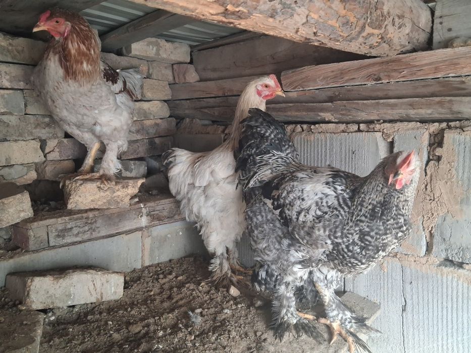 Продам брама петух