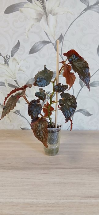 Продам комнатные цветы