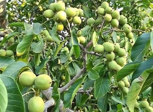 Nuc (Soiul Chandler )