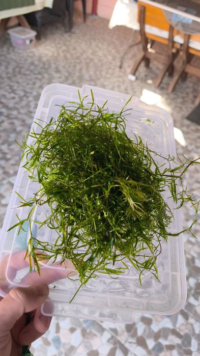 Creveți - Plante Acvariu - Melci asasini