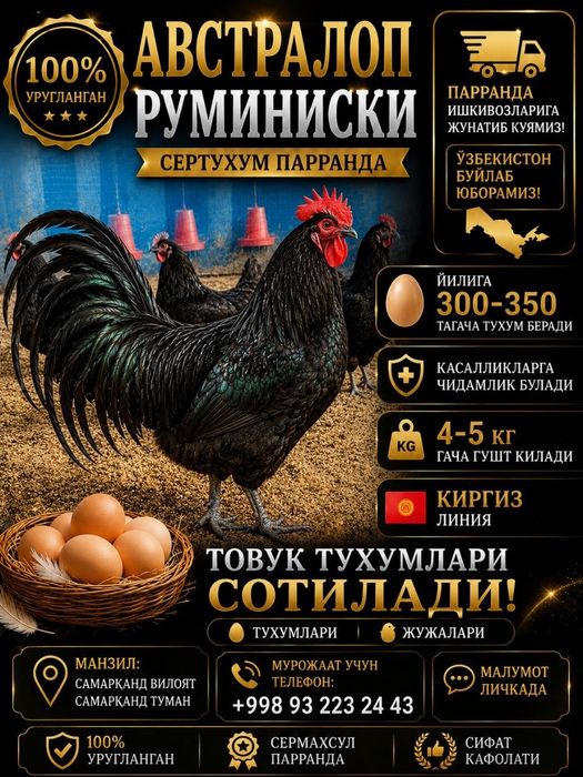 Астролог тоза зотли товух тухум хамда жужаларига заказ оламиз