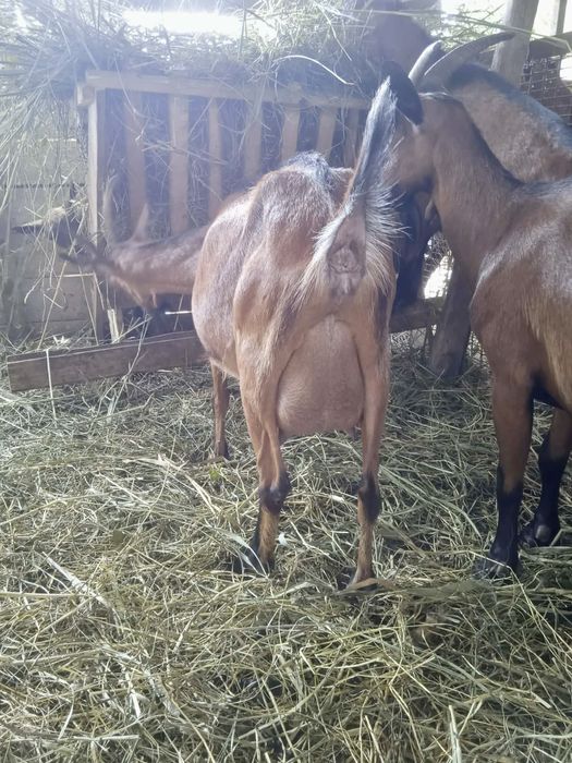 Capre anglo nubian si alpine franceze