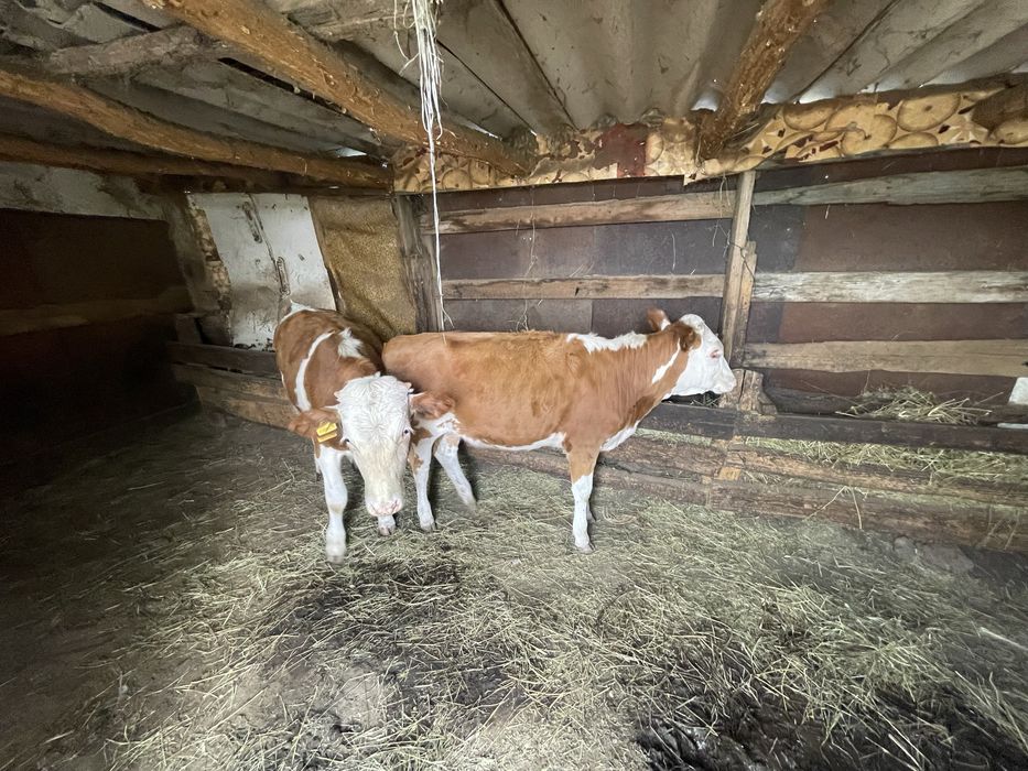Продам бычка и телочку