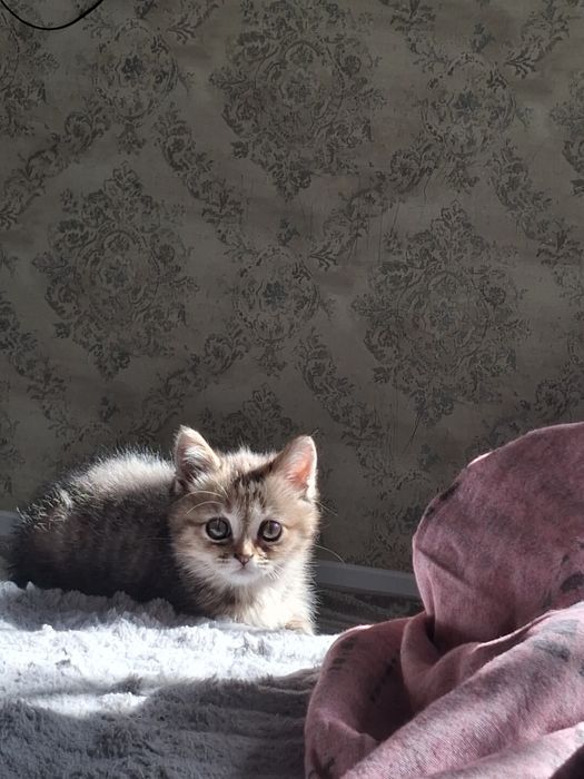 Котенок где то 3-4 месяца