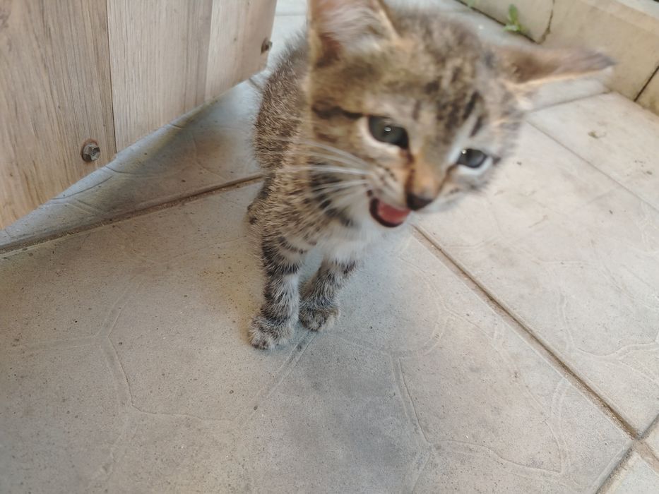Отдам котят в добрые руки, срочно
